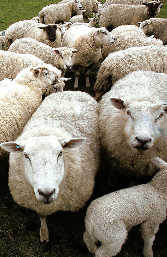 Schafswolle hlt warm und macht sich auch als Teppich gut.   | Foto: dpa