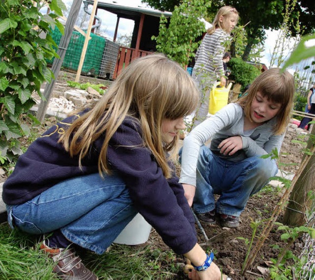 Steffi und Janina rcken dem Unkraut zwischen den Brombeeren zu Leibe.   | Foto: Sabine Ehrentreich