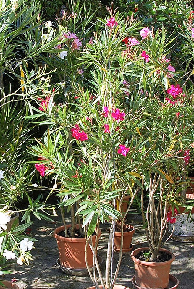 Oleander erfreut das Herz.   | Foto: vl