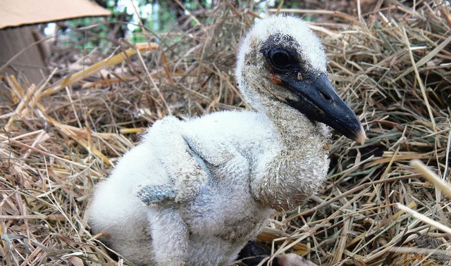 Jungstrche sind zarte Wesen und derze...t einen kleinen Storch in Denzlingen.   | Foto: Hagen Spth