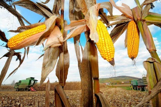 Saatgut-Skandal: Gen-Mais auf dem Acker