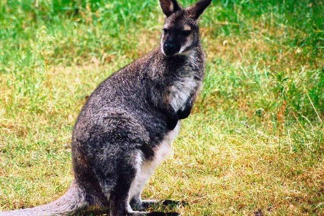Auf dem Sprung: Känguru büxt im Glottertal aus