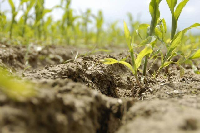 Gentechnisch verunreinigter Mais im Land ausgesät