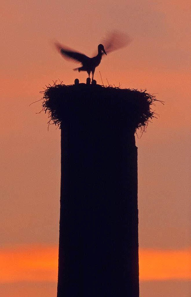 Ein Jungstorch unternimmt seine ersten Flugbungen.  | Foto: Ingo Seehafer