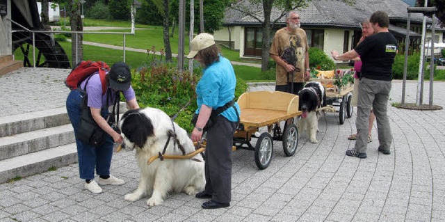 Die Zughunde der Bernhardinerfreunde E...e gelassene Miene zum lustigen Spiel.   | Foto: Ulrike Spiegelhalter