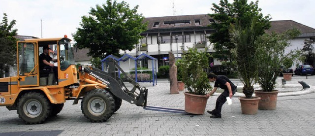 Mit vereinten Krften wurden die Pflan... Rathaus in Efringen-Kirchen bugsiert.  | Foto: Cremer