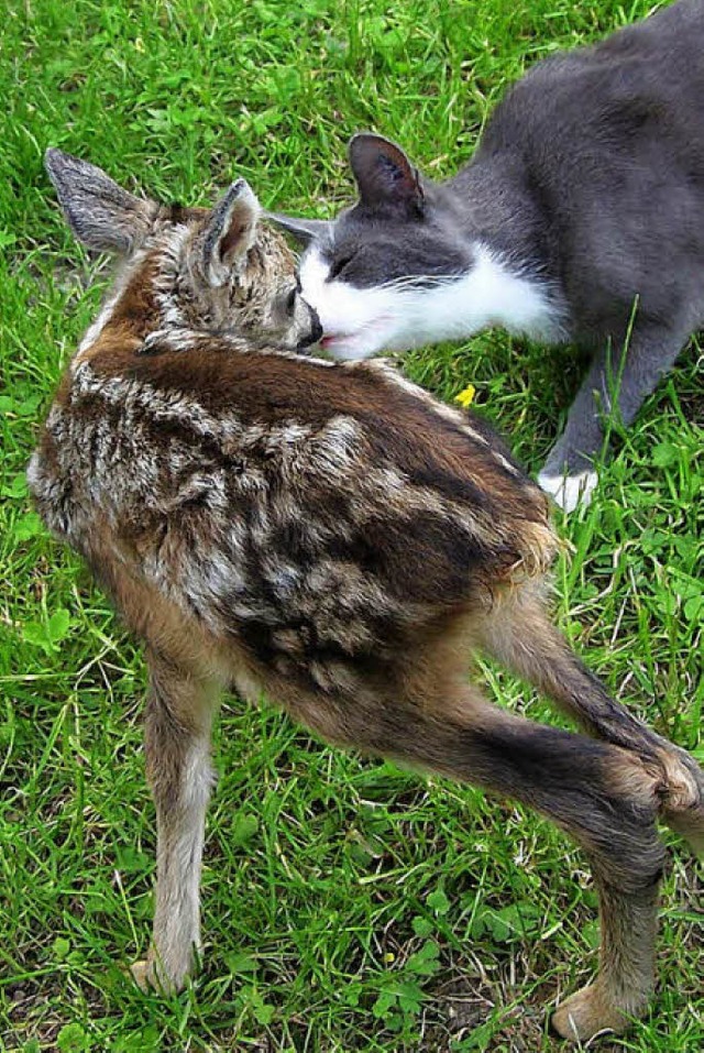 Rehkitz Bienle und Katze Brli beim Schmusen.   | Foto: Privat