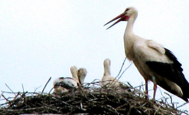 Neugierig blicken die drei Jungen Strche von ihrem hohen Nest in die Welt.   | Foto: monika rombach