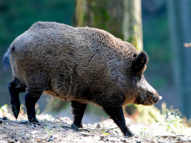 Wildschweine sind von der Schweinepest bedroht.   | Foto: dpa