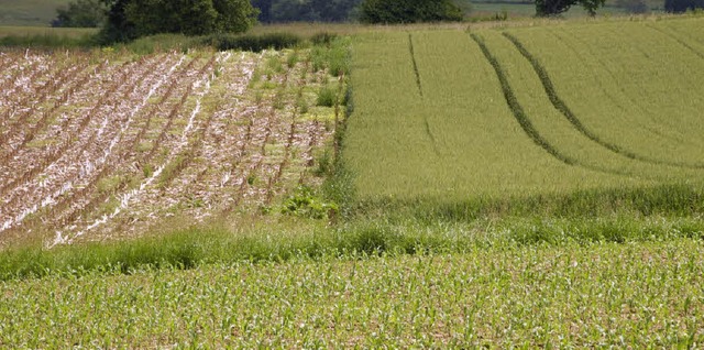 Nur in maximal zwei Jahren hintereinan...res Getreide angebaut werden (rechts).  | Foto: Bastian Henning