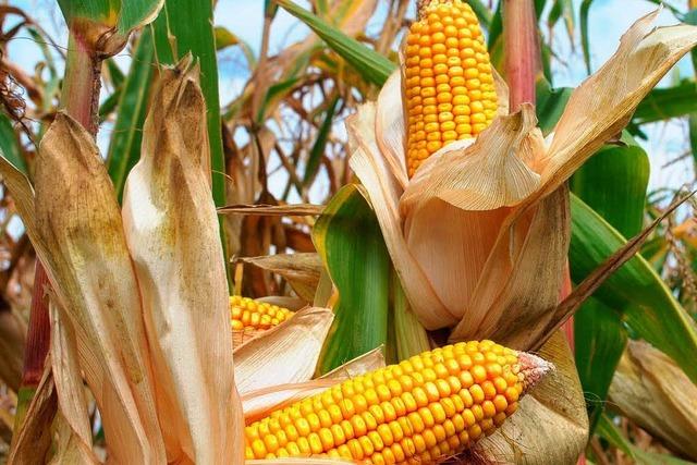 Ministerium: Bauern sollen Gen-Mais vernichten