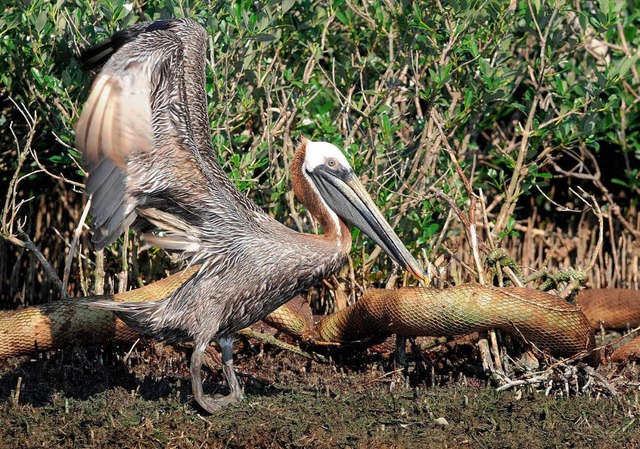 Ein brauner Pelikan versucht, in der B...ne lverschmierten Flgel zu reinigen.  | Foto: dpa