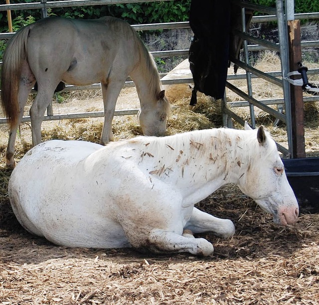 An der  geplanten Reitanlage in  Raitb...kt gut fr die weitere Dorfentwicklung  | Foto: Steinfelder