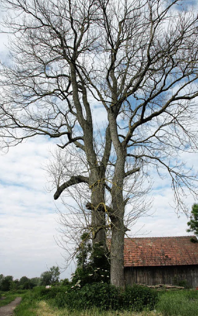 &#8230; zum Tod der stattlichen Eschen gefhrt haben.  | Foto: christine aniol