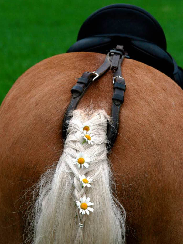 Schweifschmuck Schweifschmuck