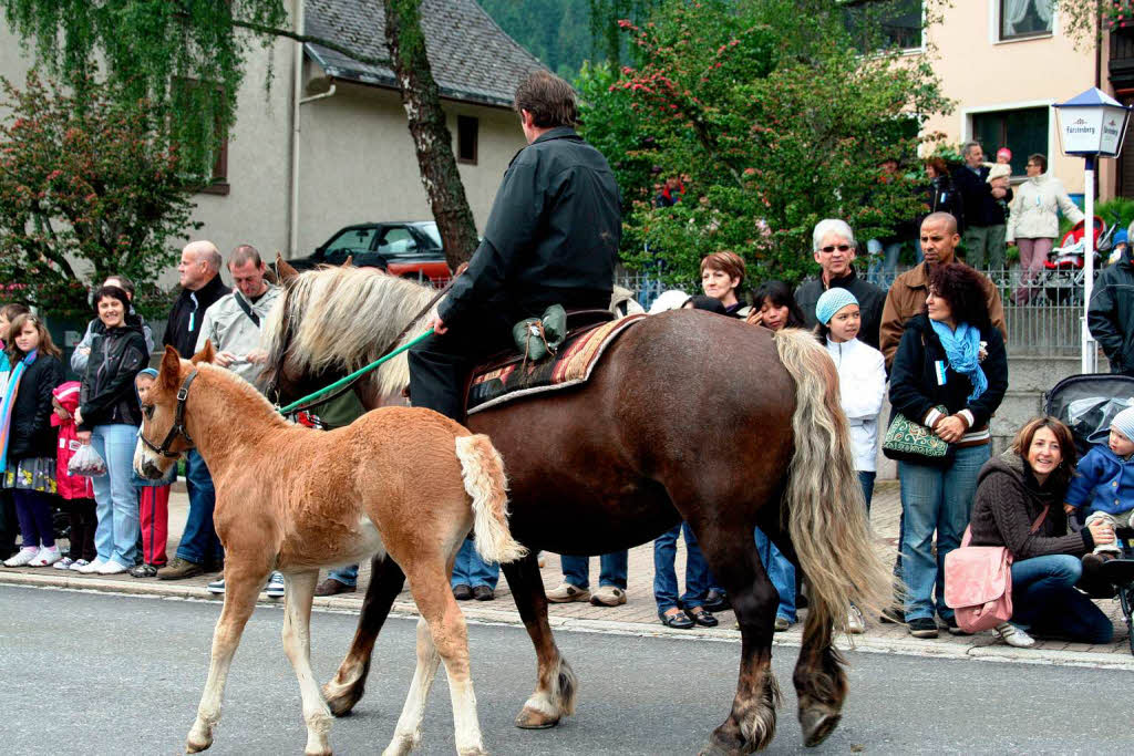 Brav neben der Mama. Auch einige Fohlen waren auf der St. Eulogi-Prozession zu sehen. Brav neben der Mama. Auch einige Fohlen waren auf der St. Eulogi-Prozession zu sehen.