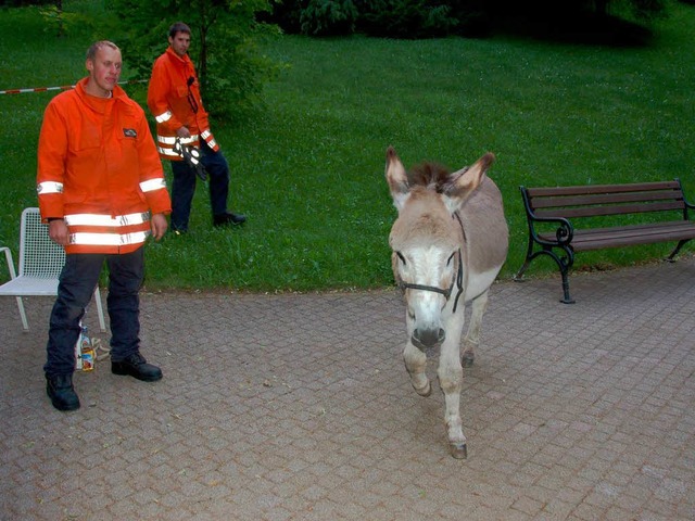 Ganz nah trauten sich die beiden Feuerwehrleute nicht an den Esel Charly ran.  | Foto: sigrid umiger