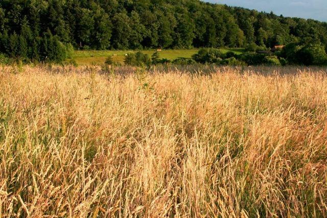 Wettlauf mit dem Regen: Wetter bringt Bauern in Bedrngnis