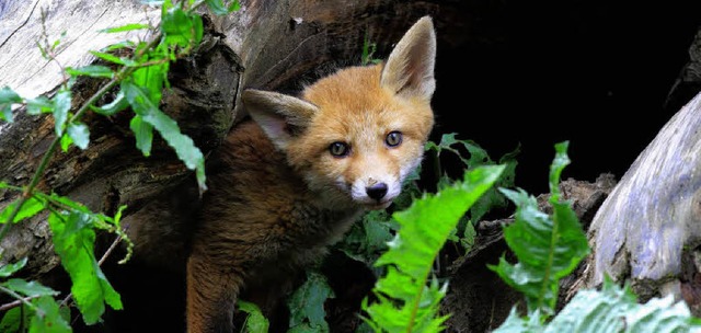 Um die Jungfchse im Tierpark Lange Er...hen, braucht es viel Zeit und Geduld.   | Foto: Schmuttermaier