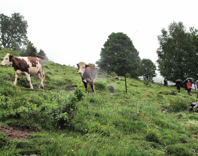 Das liebe Vieh wird auch an den Wieden...t, um die Landschaft offen zu halten.   | Foto: Regine Ounas-Krusel