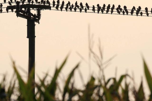 Brennendes Vogelnest legt Hochspannungsleitung lahm - Stromausfall