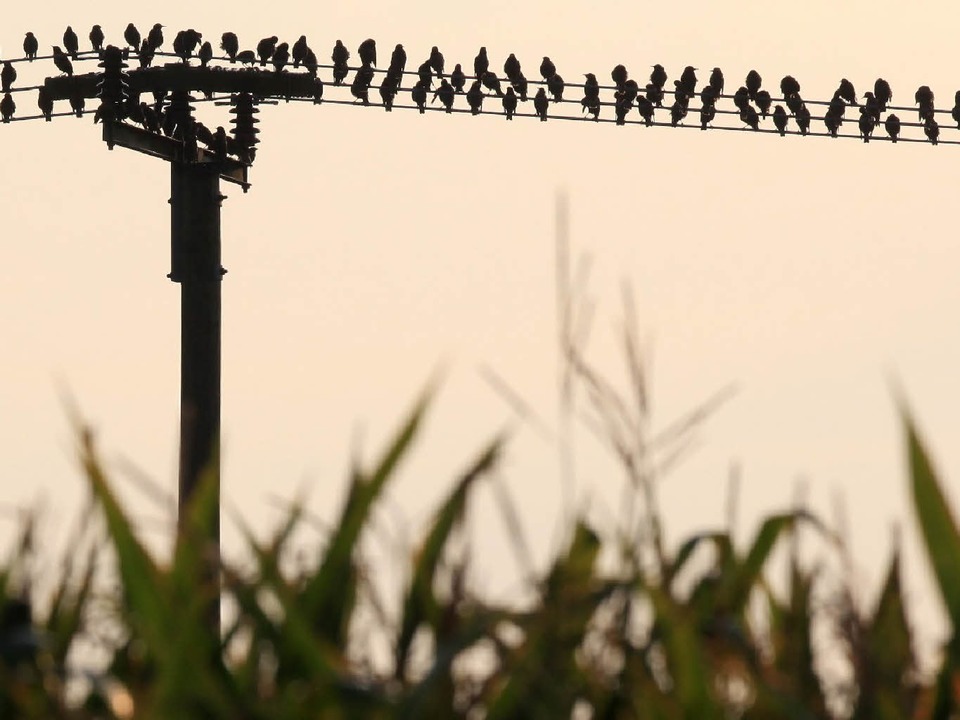 Wenn Vögel auf der Leitung brüten, kann es zu Problemen kommen. (Symbolbild)  | Foto: dpa