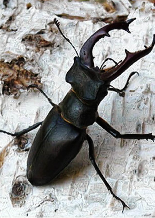 Hirschkfer sind mittlerweile sehr sel...en sind dauert es bis zu acht Jahren.   | Foto: kuhn