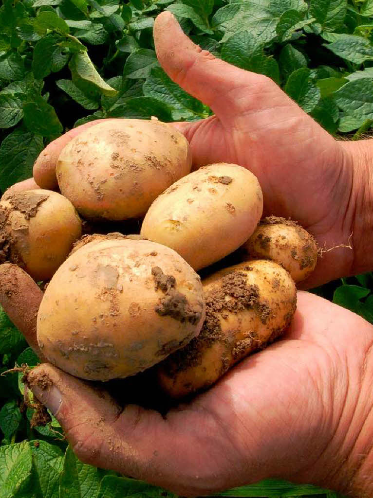 Fr Kartoffeln zahlt man sieben Prozent Mehrwertsteuer, fr Skartoffeln aber neunzehn Prozent.