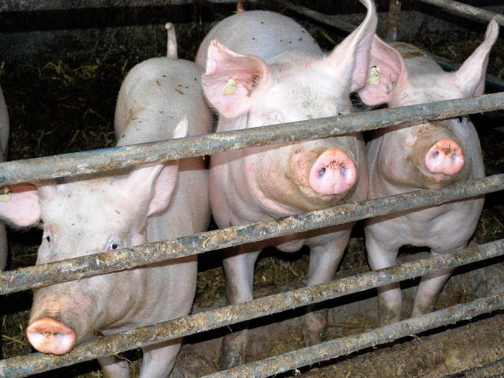 Hausschweine schlagen mit sieben Prozent Mehrwertsteuer zu Buche.