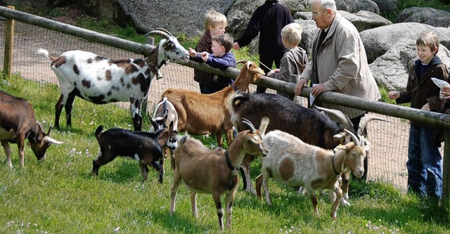 Die Ziegenhaltung war frher auch im S...rkmarkt in Elzach vor einigen Wochen.   | Foto: Bernd Fackler