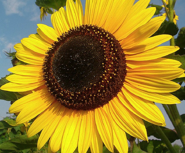 Zeitlos attraktiv sind Sonnenblumen.   | Foto: huber