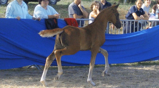 Knftige vierbeinige Sportstars wie di...gut Caballus in Griheim vorgestellt.   | Foto: Privat