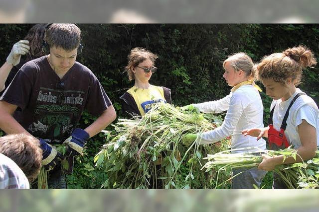 Schler kmpfen gegen Springkraut