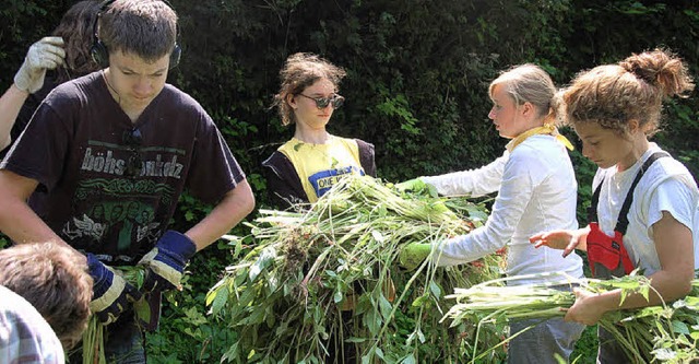 Schler bekmpfen Springkraut am Haselflusslauf  | Foto: Marcus Seuser