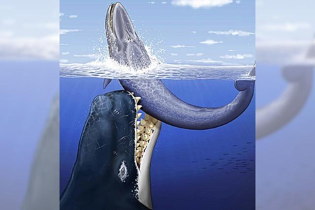 Ein Urzeitwal mit riesigen Zhnen