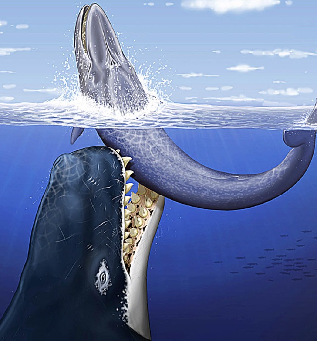 Vor 13 Millionen Jahren jagte der Urzeitwal durch die Ozeane.   | Foto: dpa