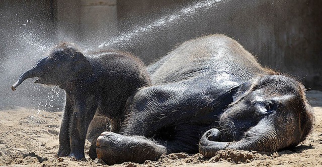 Eine khle Dusche tut  Tieren wie diesen Elefanten in Nrnberg gut<ppp></ppp>  | Foto: dpa