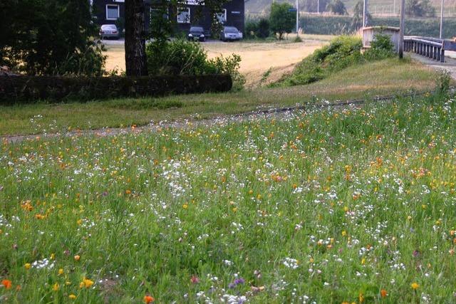 Sommerwiesen blühen mitten in Elzach