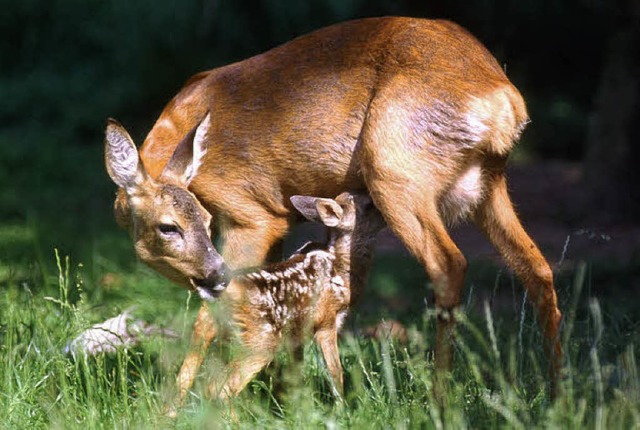 Den Mhtod verhindern wollen Wiedens J... werden  mit Jagdhunden aufgestbert.   | Foto: Jadgverband