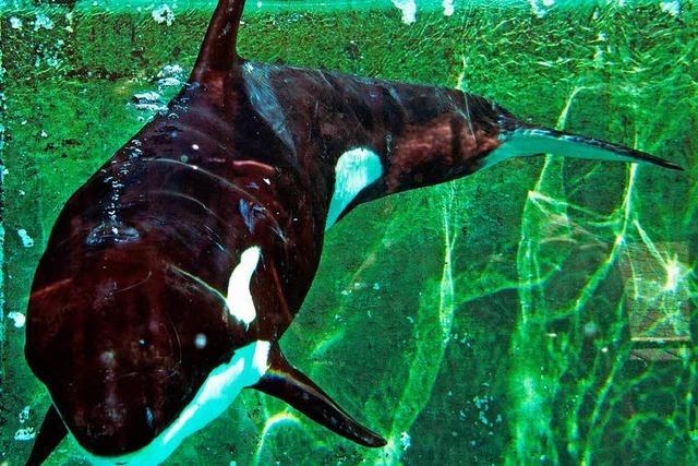 Orca-Weibchen allein im Wattenmeer