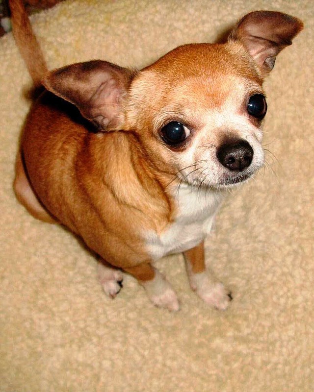 Morgan, die reiche Chihuahua-Hndin.  | Foto: dpa