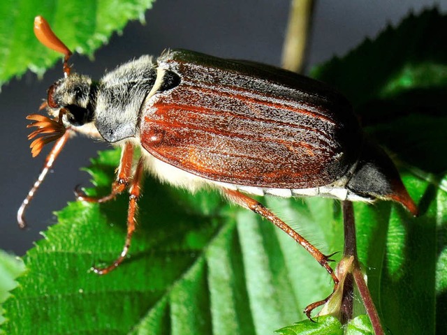 So sieht ein Maikfer aus.  | Foto: dpa