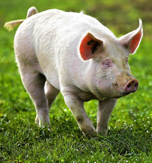 Natrlich gibt es auf dem Hof auch Schweine.   | Foto: dpa