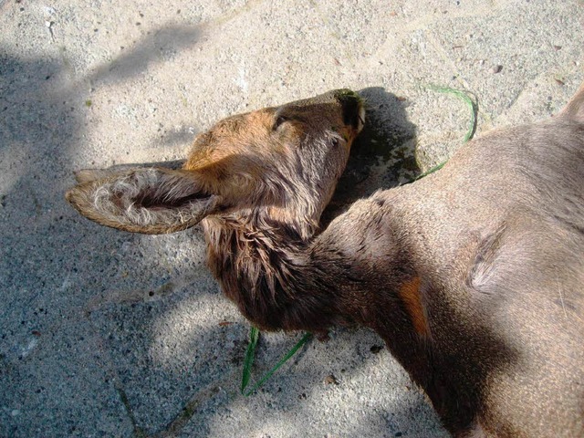 Dieses Reh wurde von einem Hund zu Tod...ganzen Krper waren Bissspuren zu sehe  | Foto: privat