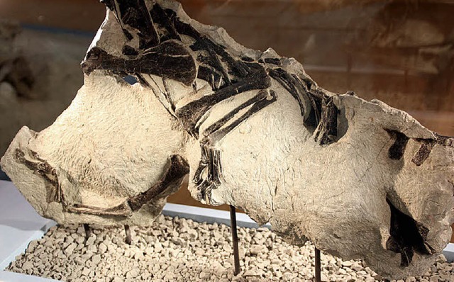 Die ersten Funde des jungen Raubsaurie...rmuseum in Frick bereits ausgestellt.   | Foto: jrn kerckhoff