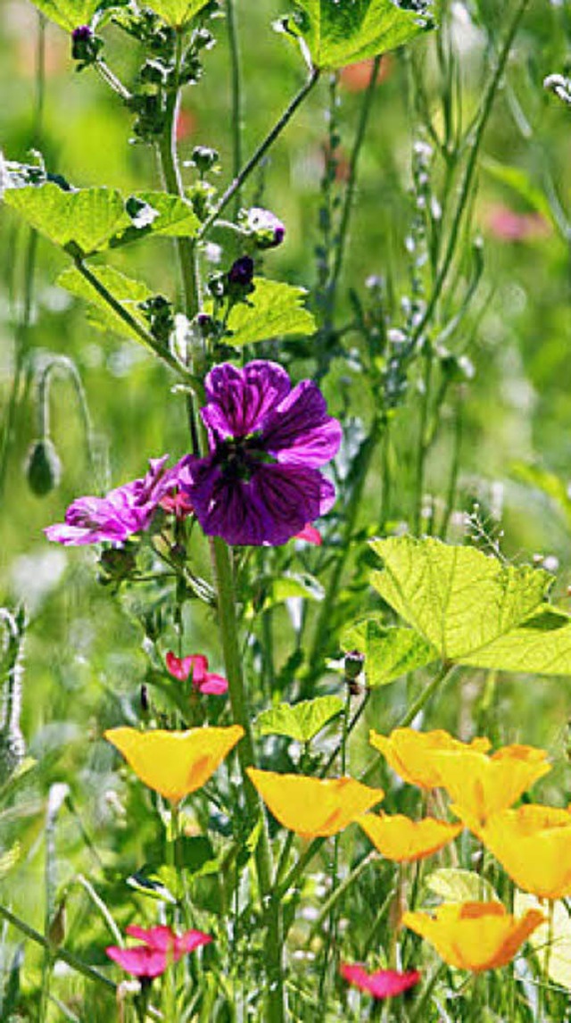 Schn: Bunte Blumenwiese  | Foto: Henning