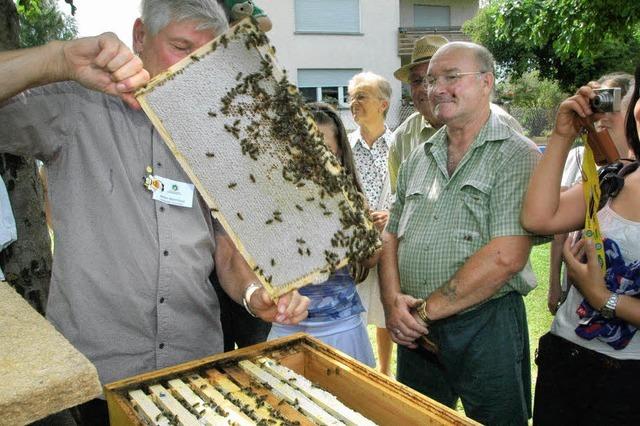 Beim Museum Alte Schule dreht sich alles um Bienen