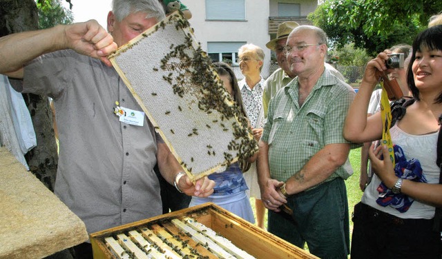 Einblick in die Bienenhaltung bot der ...mkertag: So sieht eine Bienenwabe aus.  | Foto: Regine Ounas-Krusel