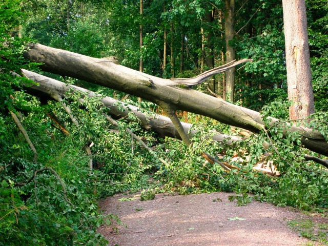 Diese mchtigen Bume fllte der Sturm oberhalb des Waldkircher Schwarzwaldzoos.  | Foto: Hans Dezulian