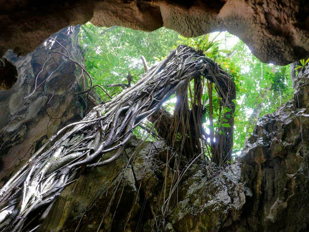 Im Nationalpark Los Haitises: Tropfsteinhhle mit nach oben wachsendem Baum